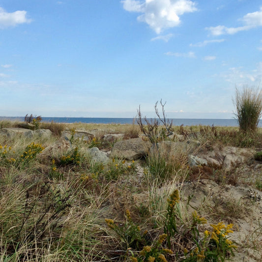 Another day at the Beach
